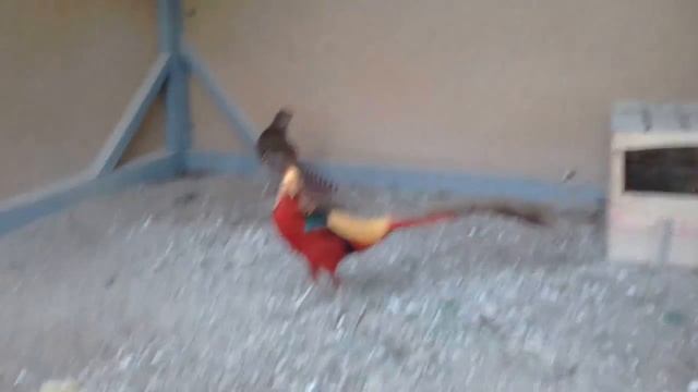 фазаны в вольере и их содержание! Алматы... смотреть онлайн