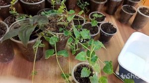 Размножение лофоса зимой. Это реально!