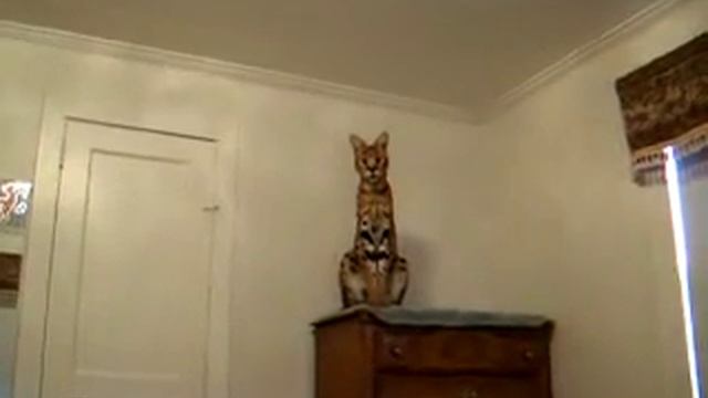 Хочу такую кошку =_= смотреть онлайн