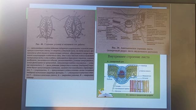 Тема 11. Строение листа смотреть онлайн