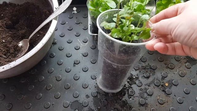 Лобелия ампельная/Выращиваю без пикировки/Композиции с лобелией смотреть онлайн