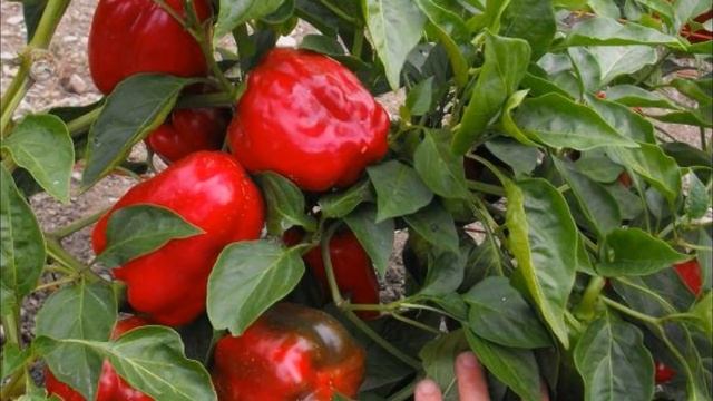 Перец - мои любимые сорта