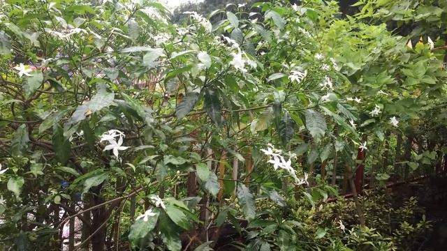 White lily flower looks and grows beautiful in garden смотреть онлайн