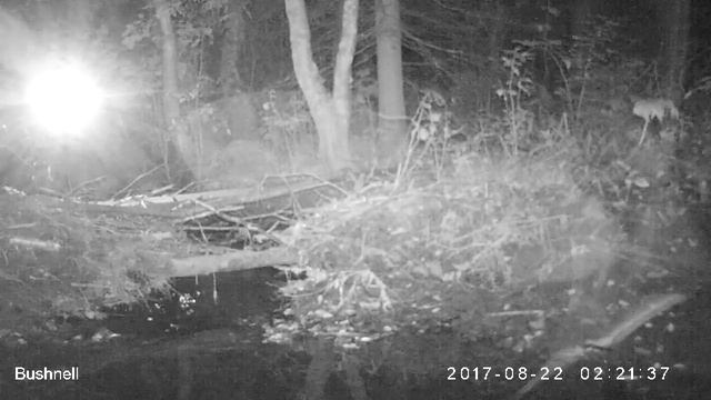 Норка Висимский заповедник 22 08 17 смотреть онлайн