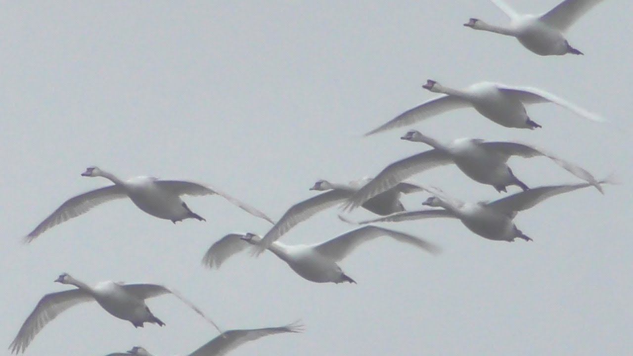 Лебеди возвращаются с зимовки / Swans are returning from wintering смотреть онлайн
