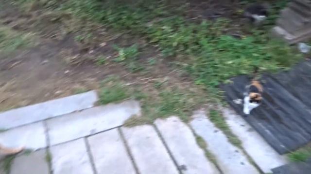 ДОМ В ЛЕСУ *4. Нашествие разноцветных котов. смотреть онлайн