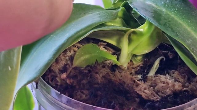 Nepenthes Gaya. Особенности при упаковке для транспортировки. Отделяю деток.