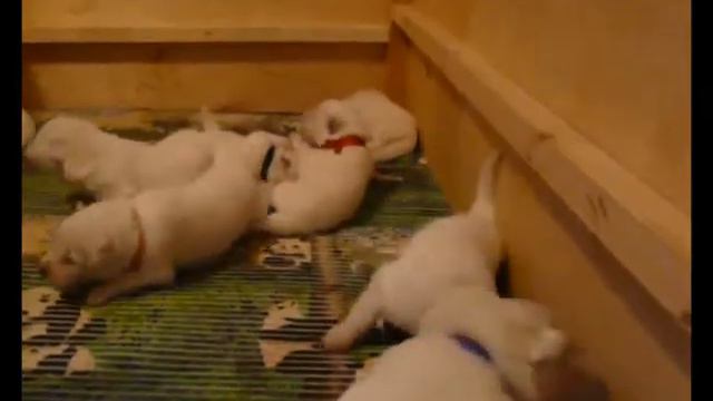 Марта и детки - оранжевая песня смотреть онлайн