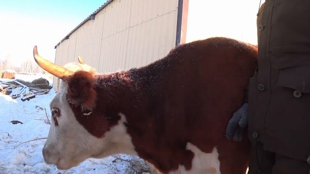 Поилка с подогревом для коров. Дешево смотреть онлайн