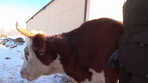 Поилка с подогревом для коров. Дешево