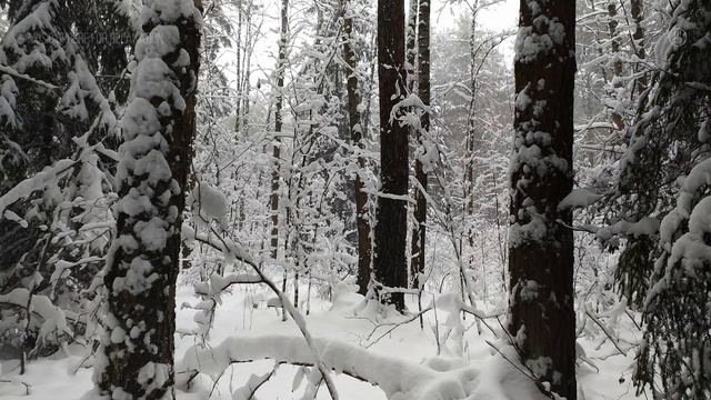 Relaxing Snowfall In The Forest - 1Hour. Winter Forest Ambience. Nature View And Sounds.