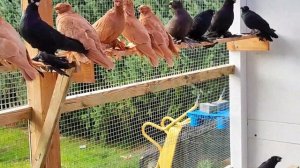 Узбекские двухчубые голуби Ильи Маклакова, Германия | Usbekische Tauben. Deutschland #kabootar