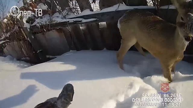 Кемеровская область спасение косули смотреть онлайн