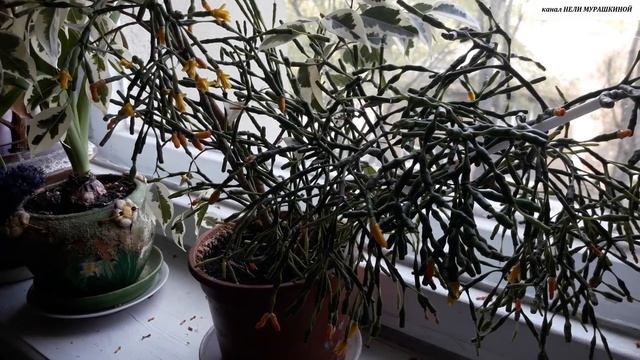 ХАТИОРА.  Всё об уходе и размножении в домашних условиях.