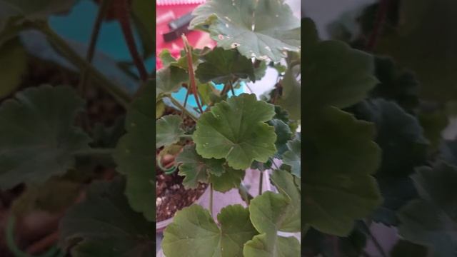 Пеларгония Astrid  сорт без проблем!