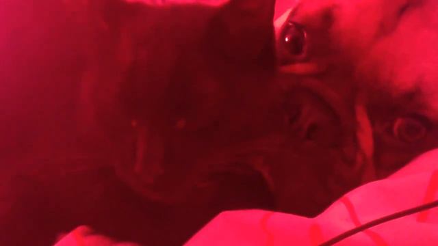 Gaston le bouledogue français et son copain chat Helmut смотреть онлайн