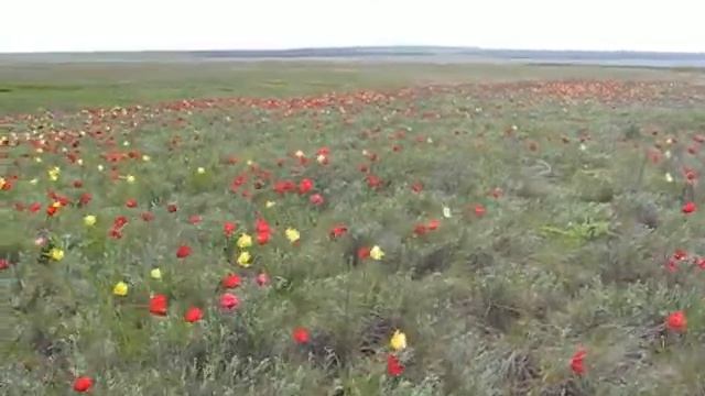 Тюльпаны в Чирской степи смотреть онлайн