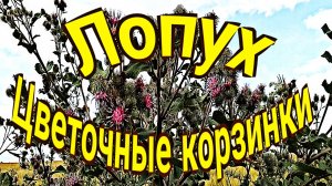 Лопух. Цветочные корзинки.