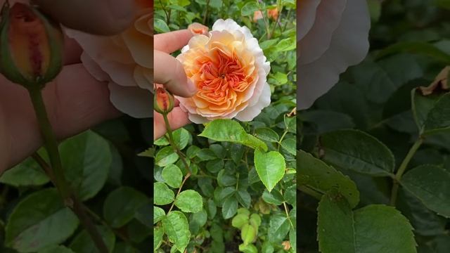 Personal review of Rose “Port sunlight”from @david_austin_roses #gardenerben смотреть онлайн