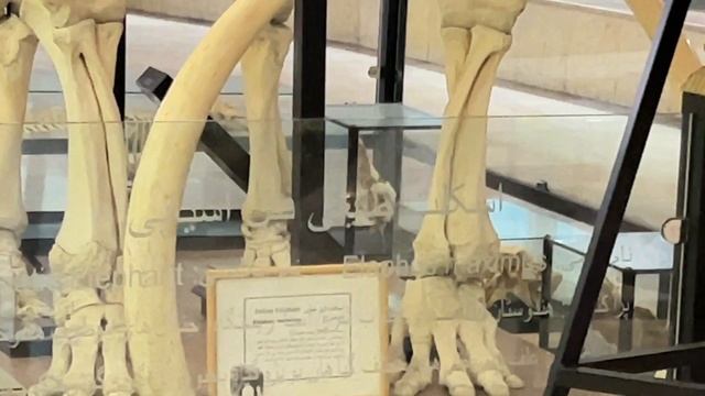 Skeleton of Asian elephant and mammoth | اسکلت فیل آسیایی و ماموت смотреть онлайн