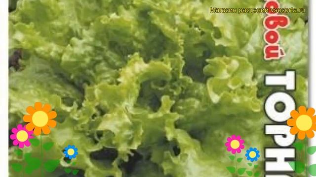 Салат Торнадо (Салат Tornado). Краткий обзор, описание характеристик, где купить, семена смотреть онлайн