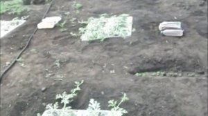 Арбузы. Самый легкий и эффективный способ выращивания в средней полосе.