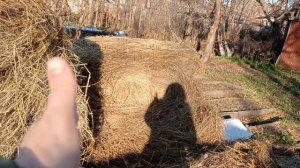 Облапошили с сеном/Сколько сена нужно для одной овцы на зиму/Диванный кроликовод