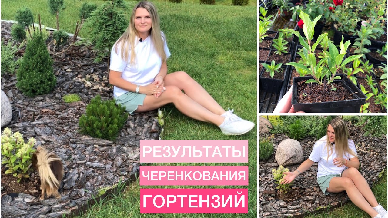 А где РЕЗУЛЬТАТ ЧЕРЕНКОВАНИЕ ГОРТЕНЗИЙ в марте Самый действенный способ смотреть онлайн