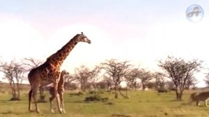 ?Как Жираф Отбивается от Львов! Это Невероятно!