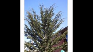 КИПАРИС  (CUPRESSUS)  сем.   Кипарисовые