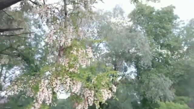 Богатырь-цветение акации. смотреть онлайн