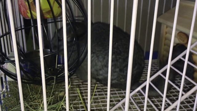 Не цветочные подарки на день рождения. Шиншиллы. смотреть онлайн