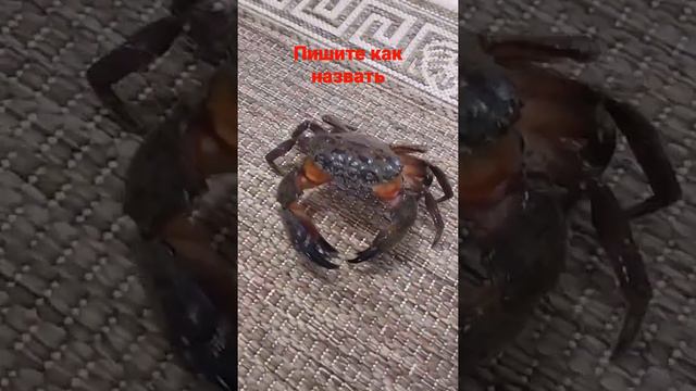 черноморский каменный #краб 🦀 (самец) смотреть онлайн