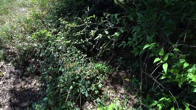 What A Find! - The Sign From Medieval Times... смотреть онлайн