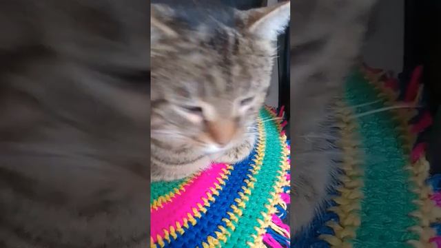 #видео Котики #shortsvideo #домашниеживотные #смешные #приколы2023 #прикольныемоменты смотреть онлайн