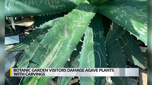 Botanic Garden visitors damage agave plants with carvings смотреть онлайн