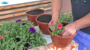 Калибрахоа из своих семян-первое прищипывание побегов!