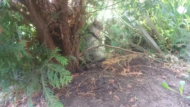 Кот подходит и трется и смешит меня смотреть онлайн