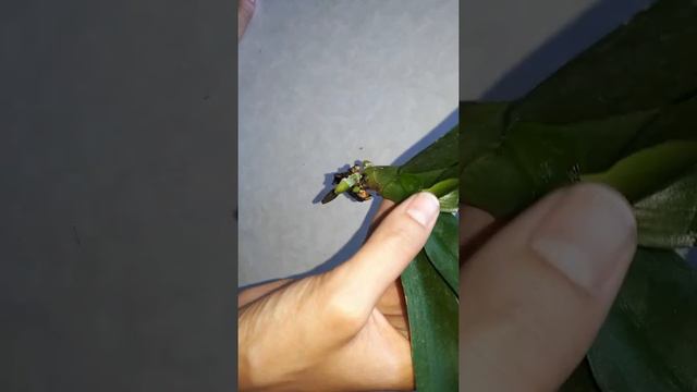 Закрытая система творит чудеса с орхидеями смотреть онлайн