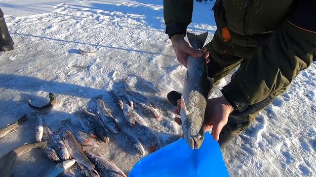 Рыбалка по первому льду на Камчатке. смотреть онлайн