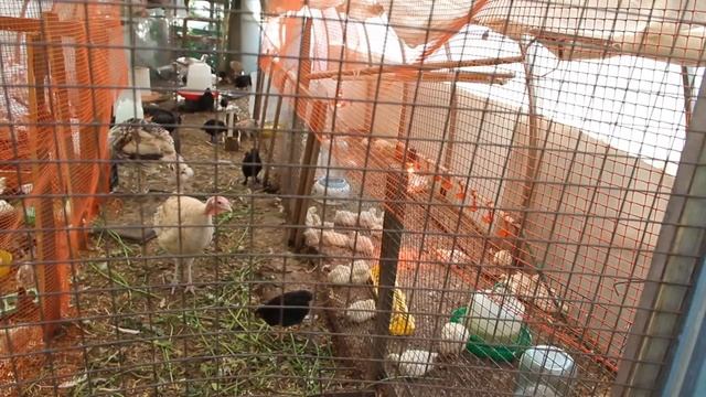 ЮЛИЯ МИНЯЕВА. ПОДРОБНЫЙ ОБЗОР МОИХ ПОСАДОК. ЭКСКУРСИЯ ПО НАШЕЙ УСАДЬБЕ. 26.05.19 смотреть онлайн