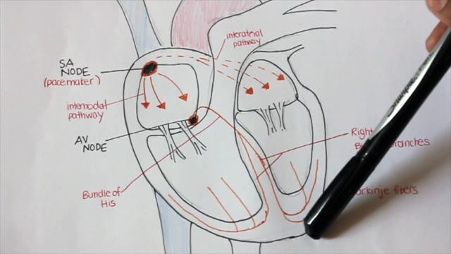 SA and AV node pathway & ECG смотреть онлайн