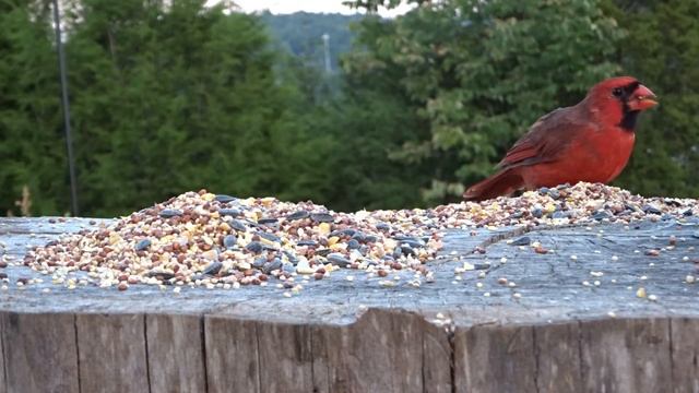 FEEDING & FILMING BIRDS | Sony WX350 смотреть онлайн