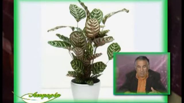 ΚΑΛΑΘΕΑ смотреть онлайн