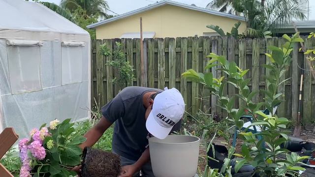 Growing Hydrangeas In South Florida?!🌸✨🌿S:1, Ep.22// Ultimate Gardening смотреть онлайн