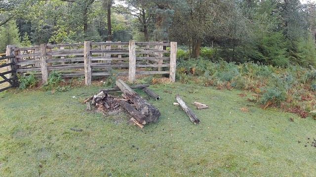 NEW FOREST WALK : BROCKENHURST (NEW FOREST NATIONAL PARK)