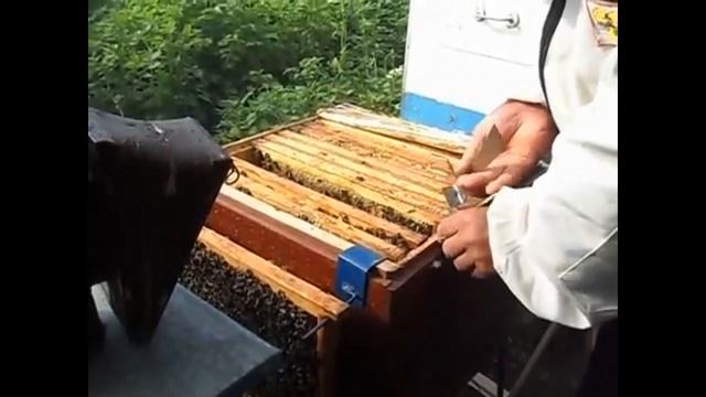 Детям о пчелах. смотреть онлайн