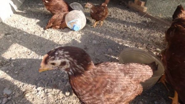 Rhode Island Red Chicken Breed how to feed chicken DAY 56