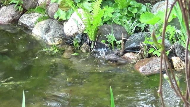 Вы такого не видели! Суббота - банный день. Дачные сюрпризы. смотреть онлайн