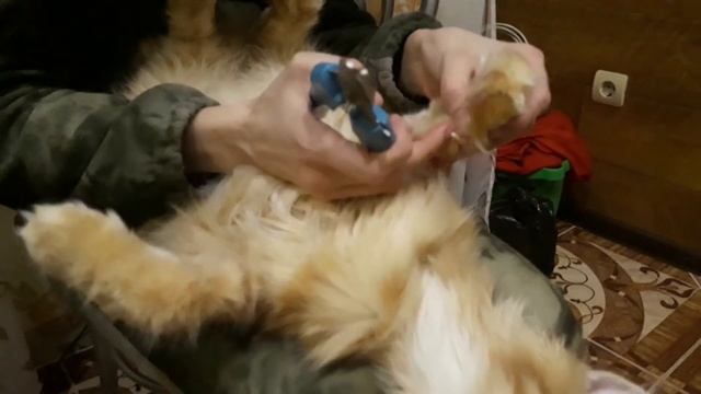 Дрессировка. Котята. Стригу Тесси когти.